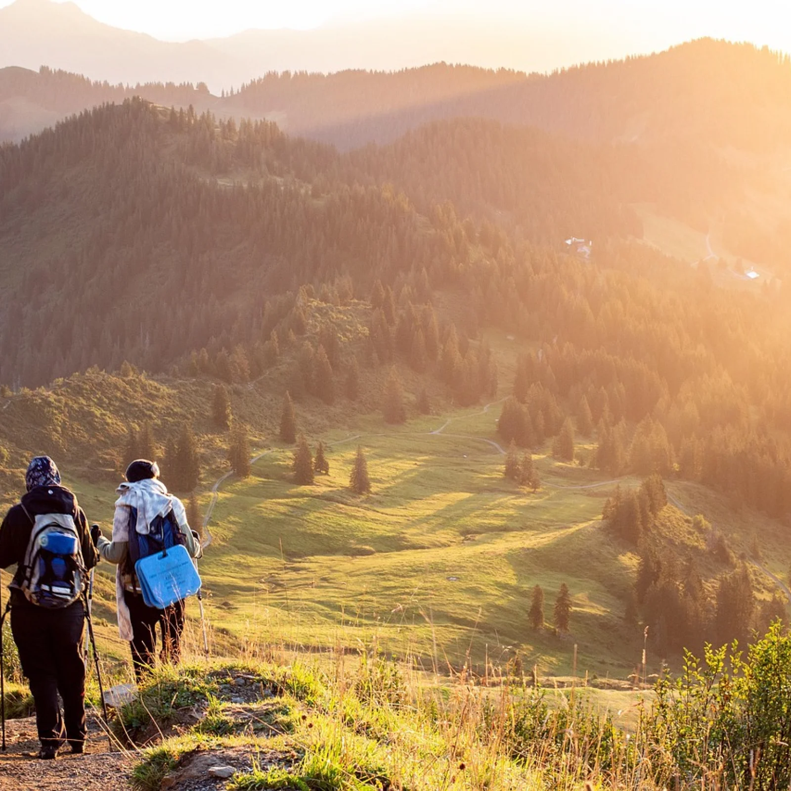 3. Lernfeld: Unser Kräuterspaziergang | Heimische Heilpflanzen I-Fernlehrgang